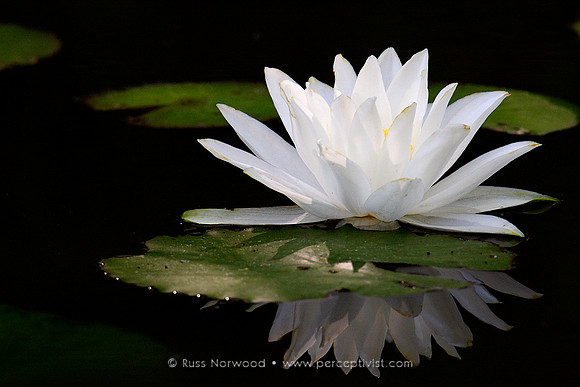 Fragrant Water Lily
