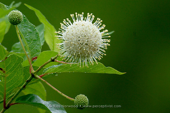 Button Bush Flower