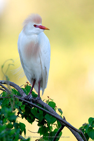Cattle Egret