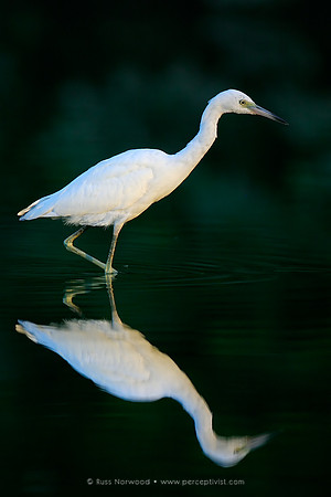 Little Blue Heron Juvenile