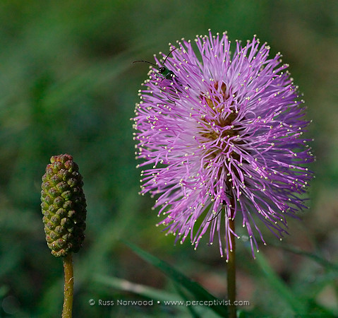 Sensitive Plant Flower