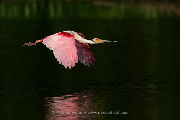 Spoonbill Reflection
