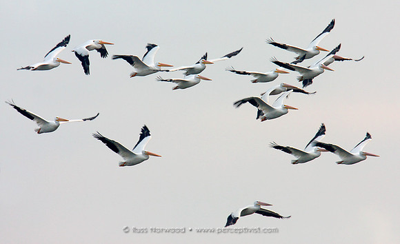 White Pelicans in Flight