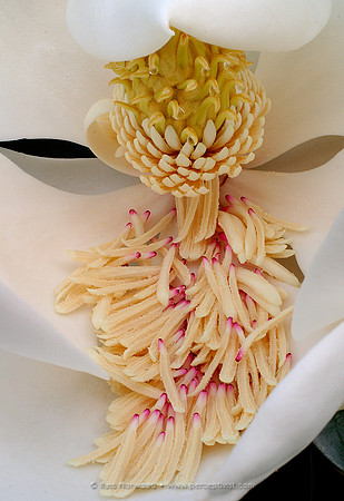Magnolia Decline