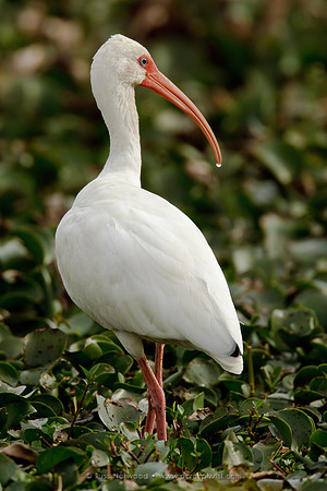 White Ibis