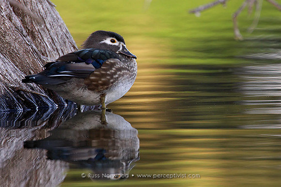 Wood Duck Female