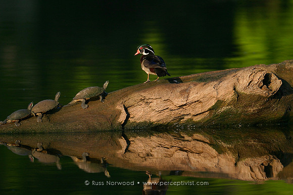 Wood Duck and Friends