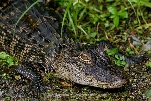 Little Gator