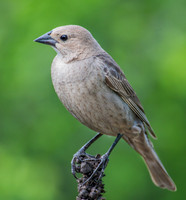 Bronzed Cowbird, Female