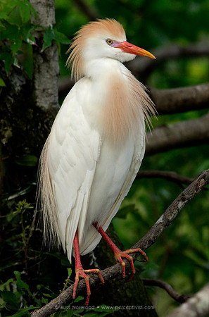 Cattle Egret