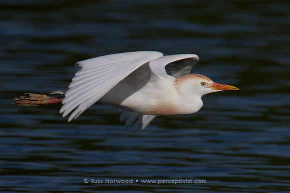 Cattle Egret in Flight