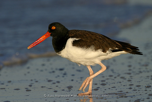 American Oystercatcher