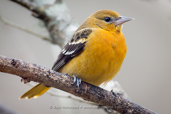 Baltimore Oriole