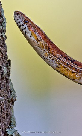 Red Corn Snake