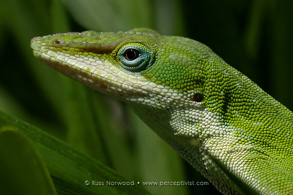 Garden Anole