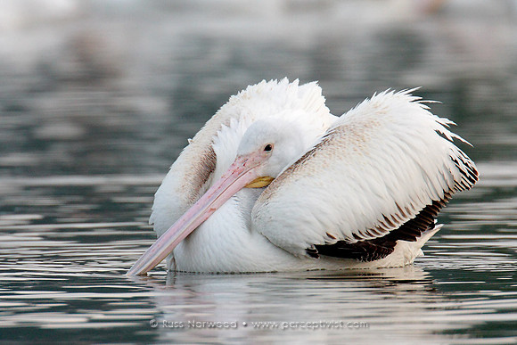 White Pelican