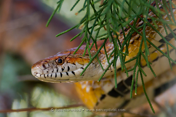Red Corn Snake