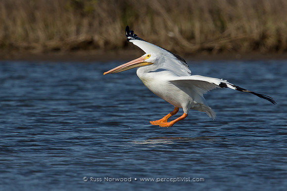White Pelican Landing