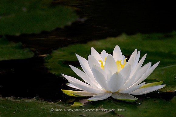 Fragrant Water Lily