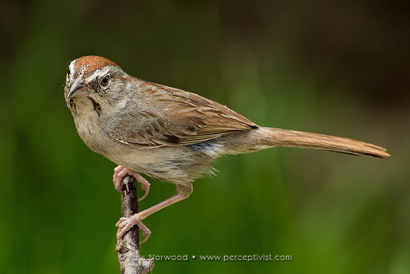 Rufous Crowned Sparrow