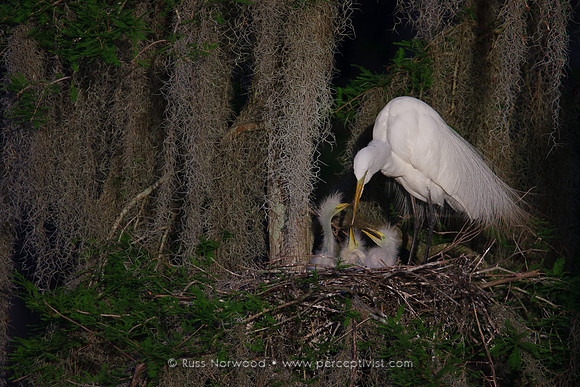 Nesting Great Egret