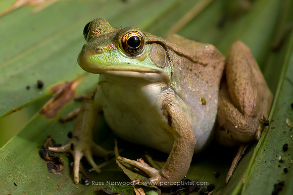Bronze Frog on Palmetto
