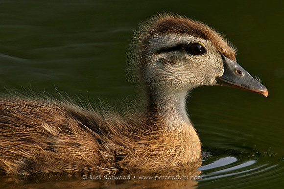 Wood Duck Juvenile