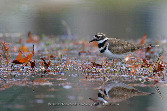 Killdeer