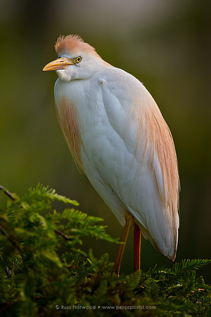Cattle Egret Eye