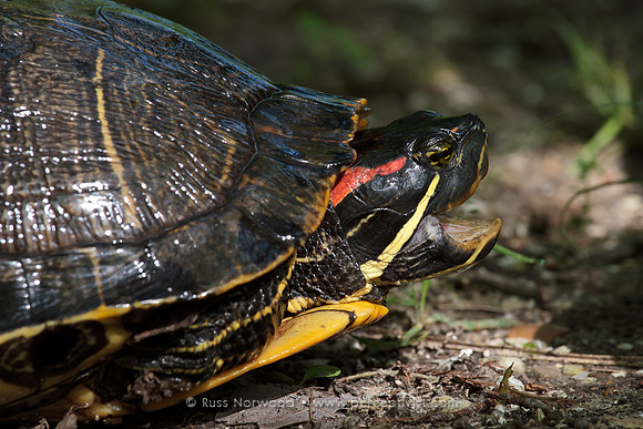 Red Eared Slider Female