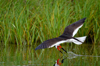 Black Skimmer Rare Miss