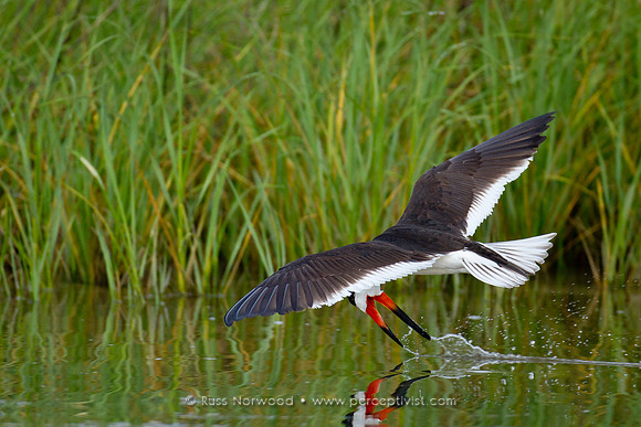 Black Skimmer Rare Miss