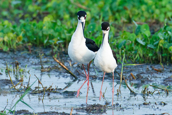Black Necked Stilt Copulation Sequence