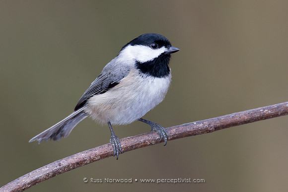 Carolina Chickadee