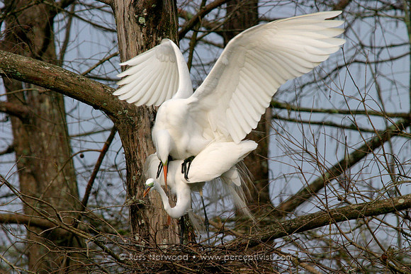 Great Egrets Mating on Nest