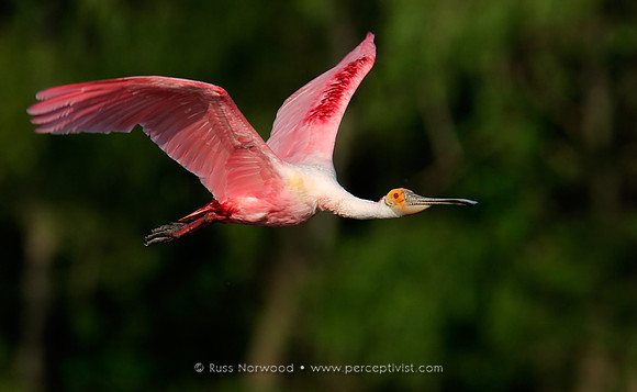 Roseate Spoonbill in Flight