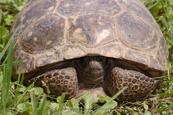 Gopher Tortoise