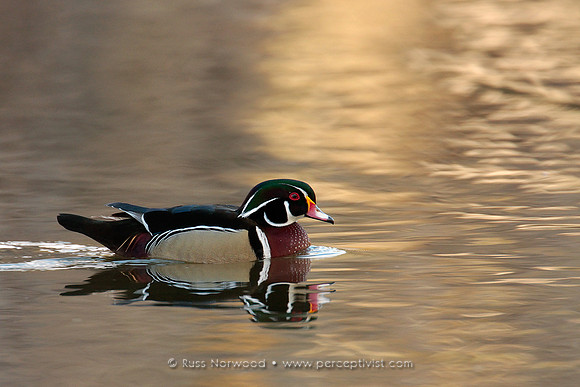 Wood Duck