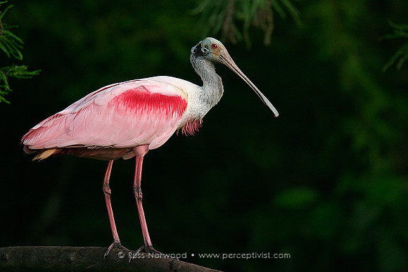 Roseate Spoonbill