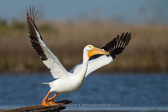 White Pelican Liftoff