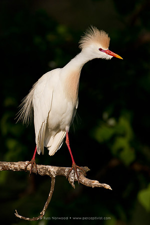 Cattle Egret on Defense