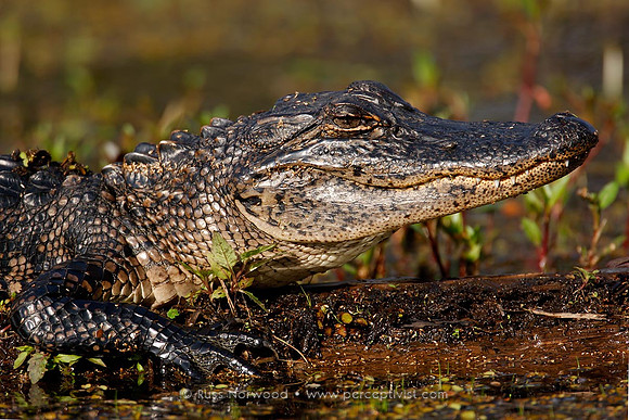 Alligator