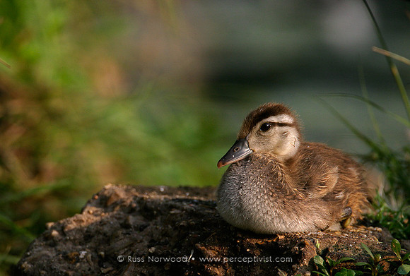 Wood Duck Hatchling