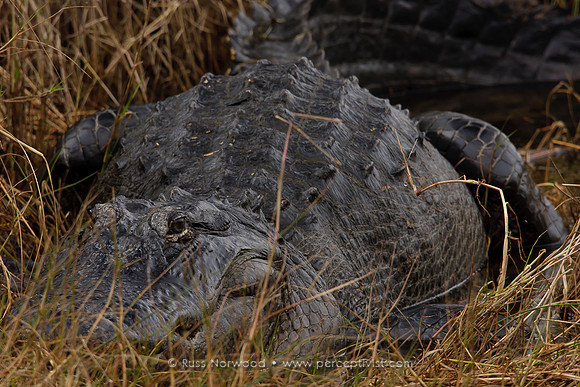 Large Alligator