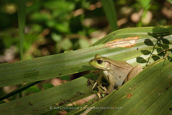 Bronze Frog