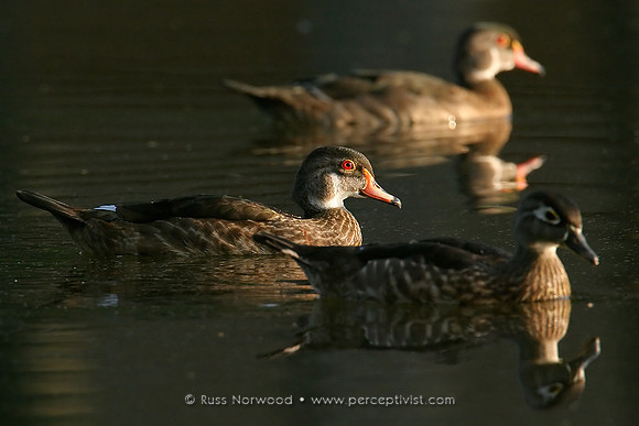 Young Wood Ducks