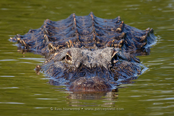 Alligator Approaching