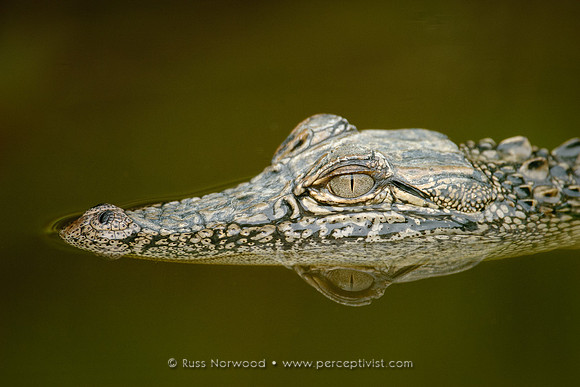 Juvenile Alligator
