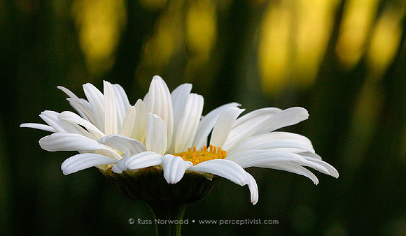 Daisy