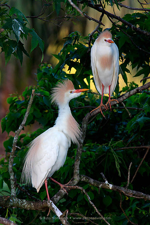 Cattle Egrets in Breeding Plumage
